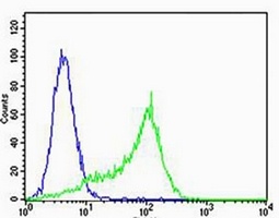 MPP7 Rabbit Polyclonal Antibody