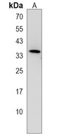 STX1B Rabbit Polyclonal Antibody