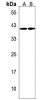 FAM50A Rabbit Polyclonal Antibody