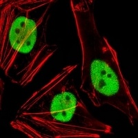 FAM50A Rabbit Polyclonal Antibody