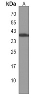 LMAN2L Antibody