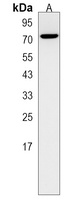 TAF1B Rabbit Polyclonal Antibody
