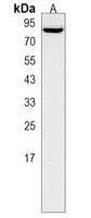 GATAD2A Rabbit Polyclonal Antibody