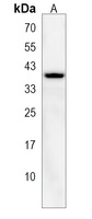 RALYL Antibody