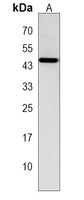 LANCL3 Rabbit Polyclonal Antibody