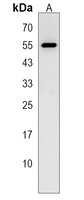 SF3A2 Antibody