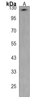 ATP1A3 Antibody