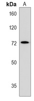Kv1.4 Rabbit Polyclonal Antibody