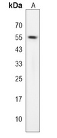 TES Rabbit Polyclonal Antibody