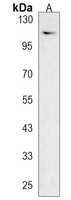 CLSTN2 Rabbit Polyclonal Antibody