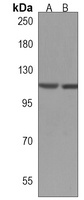 MAN2C1 Rabbit Polyclonal Antibody