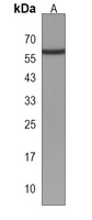 ZNF410 Rabbit Polyclonal Antibody