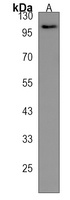 ZHX1 Rabbit Polyclonal Antibody