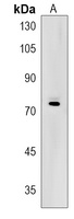ZNF274 Rabbit Polyclonal Antibody