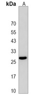 PEBP4 Rabbit Polyclonal Antibody