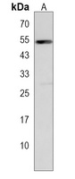 MFAP1 Rabbit Polyclonal Antibody
