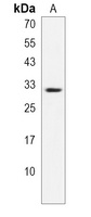 ZNF365 Rabbit Polyclonal Antibody
