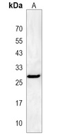 HILS1 Rabbit Polyclonal Antibody