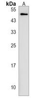 INTS4L1 Rabbit Polyclonal Antibody