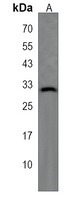 OSCAR Rabbit Polyclonal Antibody