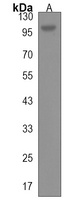 GANC Rabbit Polyclonal Antibody
