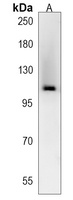 MMS19 Rabbit Polyclonal Antibody