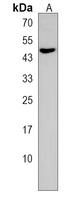 RNF41 Rabbit Polyclonal Antibody
