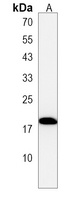 LYZL1 Rabbit Polyclonal Antibody