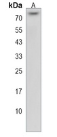 ZNF416 Antibody