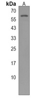 PIGS Rabbit Polyclonal Antibody