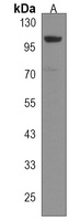 SLFN13 Rabbit Polyclonal Antibody