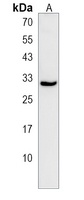 RASL12 Rabbit Polyclonal Antibody