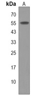 LRRC42 Rabbit Polyclonal Antibody