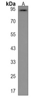 ANAPC4 Rabbit Polyclonal Antibody