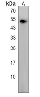 SLC9B2 Rabbit Polyclonal Antibody