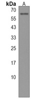 PGS1 Rabbit Polyclonal Antibody