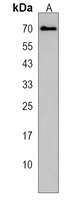 SNTB1 Rabbit Polyclonal Antibody
