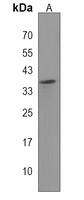 IMPACT Rabbit Polyclonal Antibody