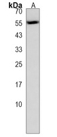 GLDN Rabbit Polyclonal Antibody