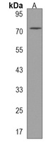 AOPEP Rabbit Polyclonal Antibody