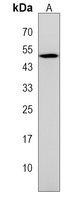 GPR84 Rabbit Polyclonal Antibody
