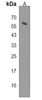 NELFCD Rabbit Polyclonal Antibody