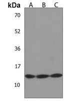 MT-ND4L Rabbit Polyclonal Antibody