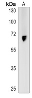 TNIP1 Rabbit Polyclonal Antibody