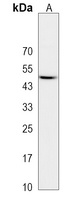 NEGR1 Rabbit Polyclonal Antibody