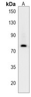 NCDN Rabbit Polyclonal Antibody