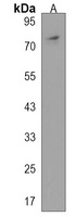 PHEX Antibody