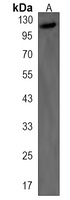 BEND3 Rabbit Polyclonal Antibody
