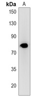 MPP5 Rabbit Polyclonal Antibody