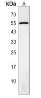 GALR3 Rabbit Polyclonal Antibody